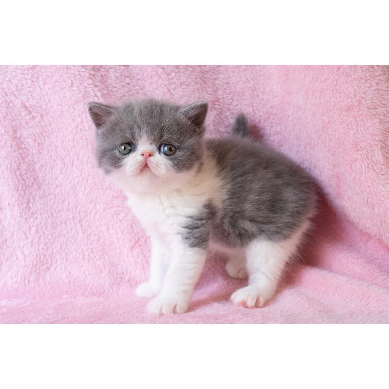 販売中の東京都のエキゾチックショートヘア-132298の5枚目