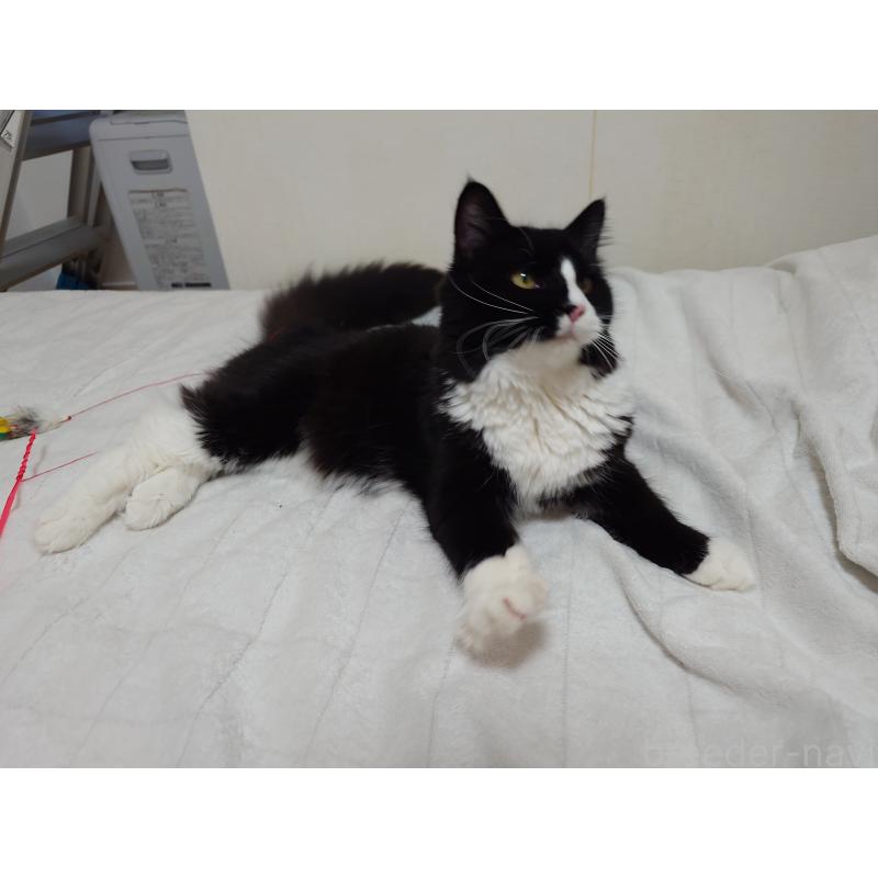 販売中の埼玉県のノルウェージャンフォレストキャット-113836の11枚目