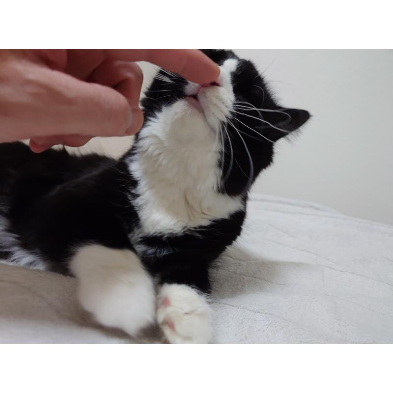 販売中の埼玉県のノルウェージャンフォレストキャット-113836の10枚目