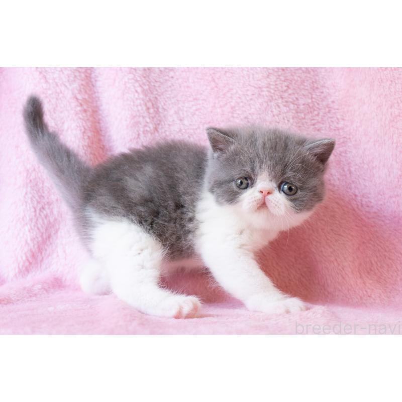 販売中の東京都のエキゾチックショートヘア-132298の3枚目