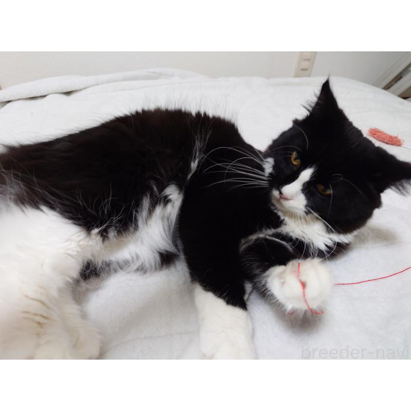 販売中の埼玉県のノルウェージャンフォレストキャット-113836の9枚目