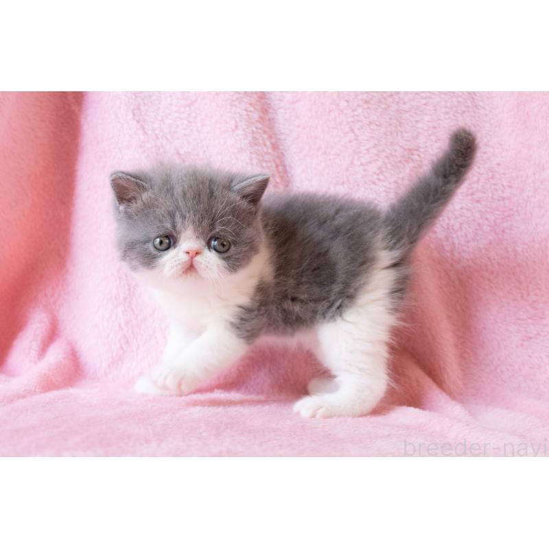 販売中の東京都のエキゾチックショートヘア-132298の2枚目