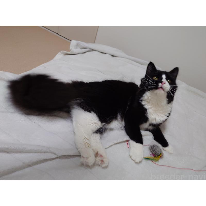 販売中の埼玉県のノルウェージャンフォレストキャット-113836の8枚目