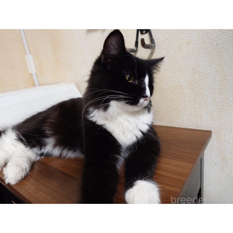 販売中の埼玉県のノルウェージャンフォレストキャット-113836の7枚目