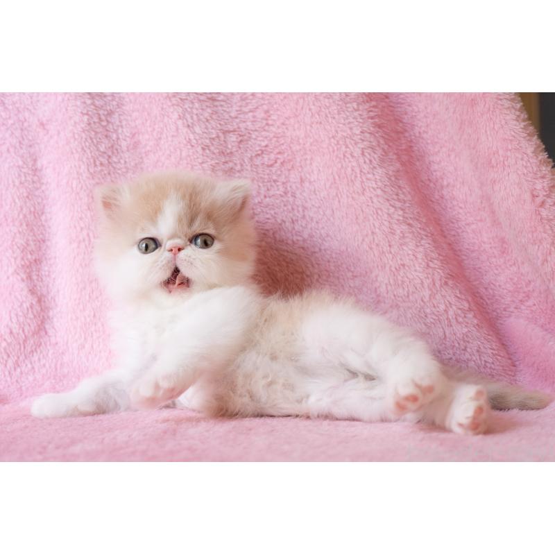 販売中の東京都のエキゾチックロングヘア-132299の5枚目