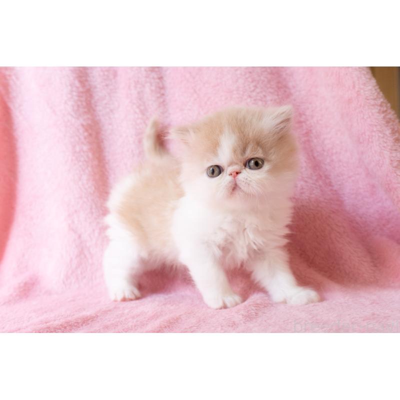 販売中の東京都のエキゾチックロングヘア-132299の4枚目