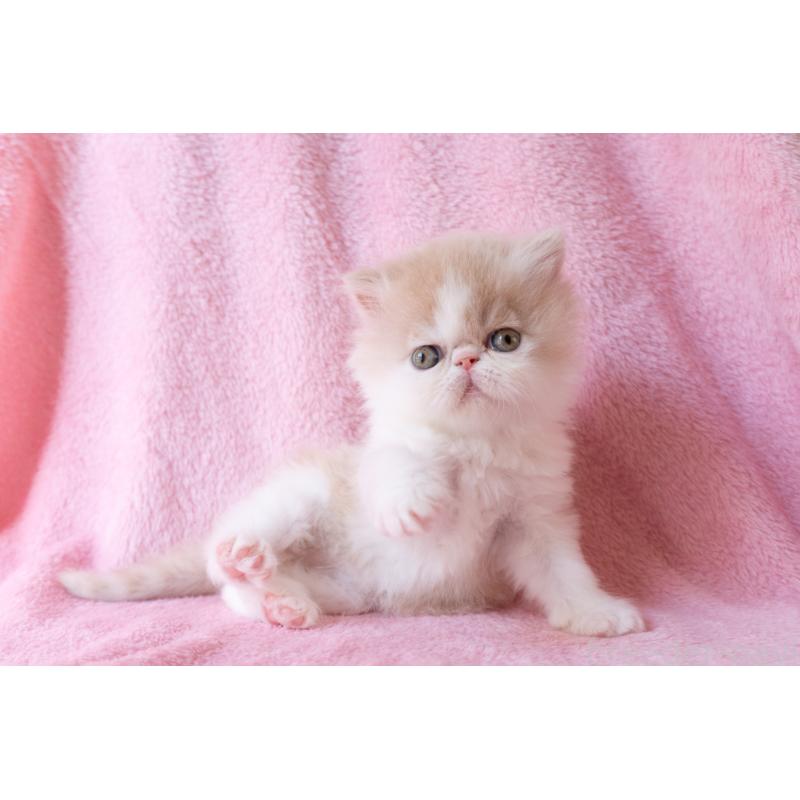 販売中の東京都のエキゾチックロングヘア-132299の3枚目