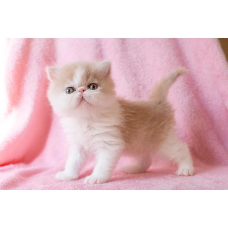 販売中の東京都のエキゾチックロングヘア-132299の2枚目