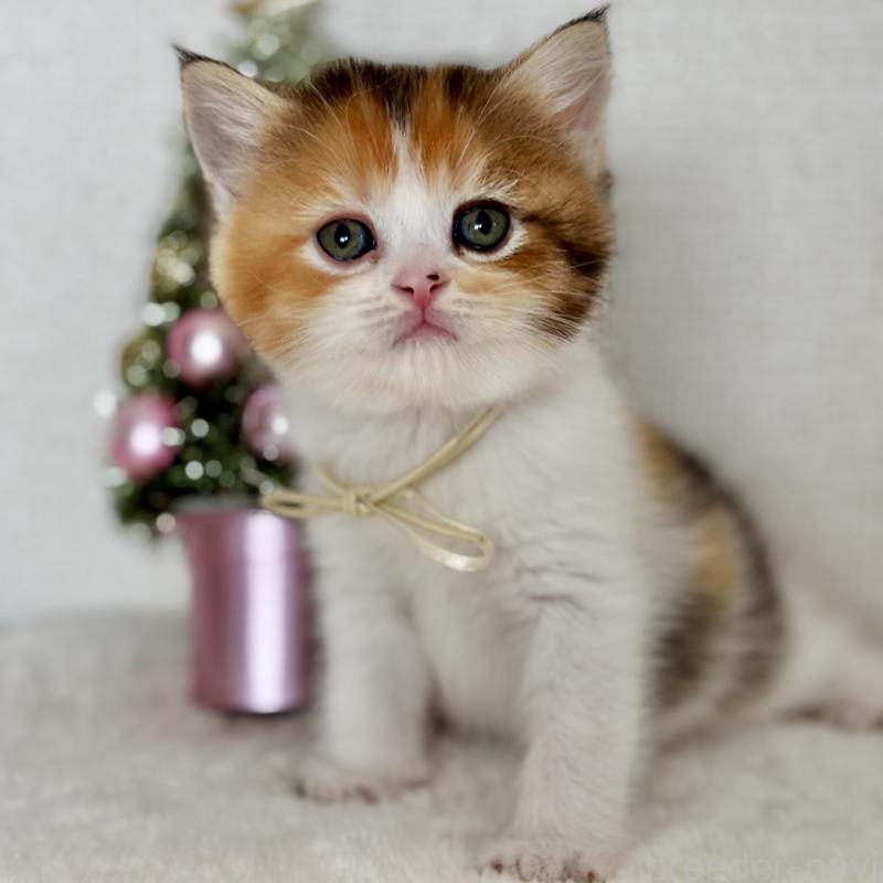 販売中の埼玉県のマンチカン-130894の1枚目