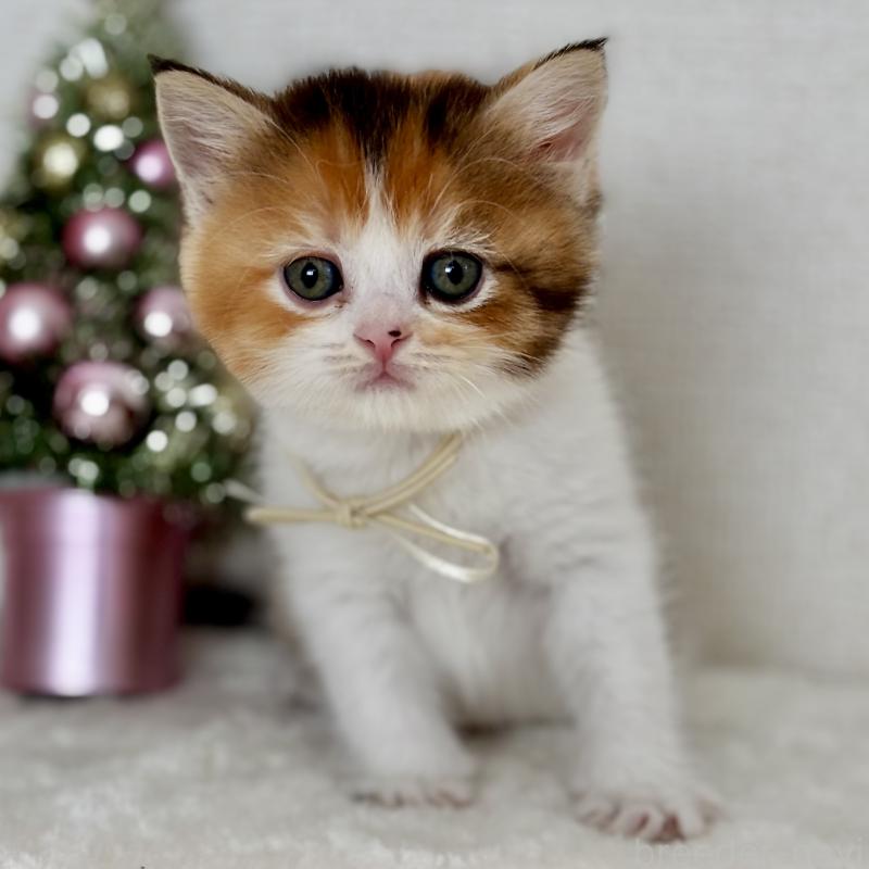 販売中の埼玉県のマンチカン-130894の5枚目