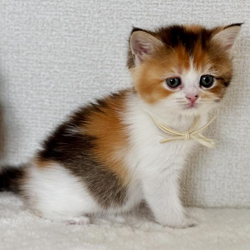 販売中の埼玉県のマンチカン-130894の4枚目