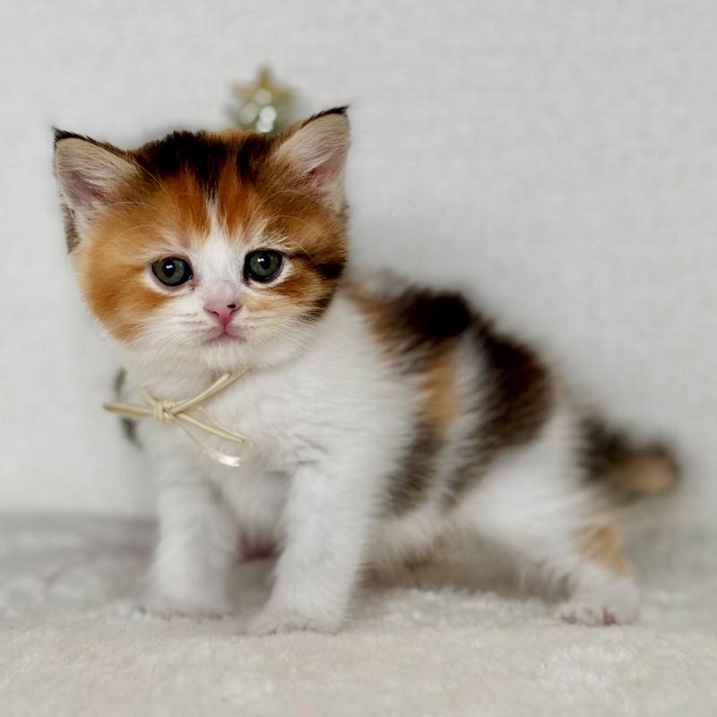 販売中の埼玉県のマンチカン-130894の3枚目