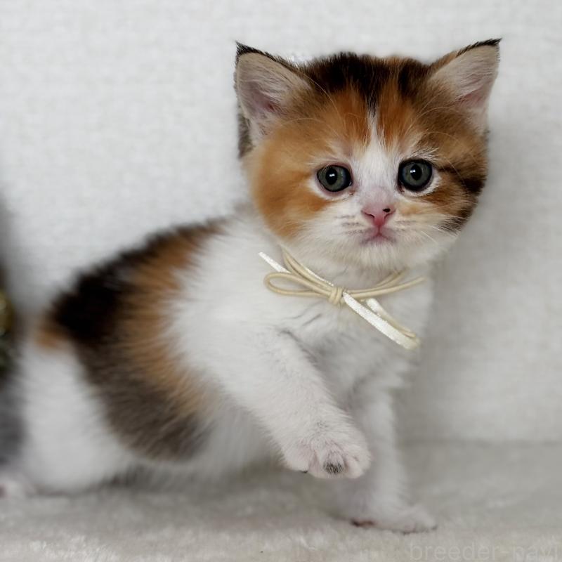 販売中の埼玉県のマンチカン-130894の2枚目