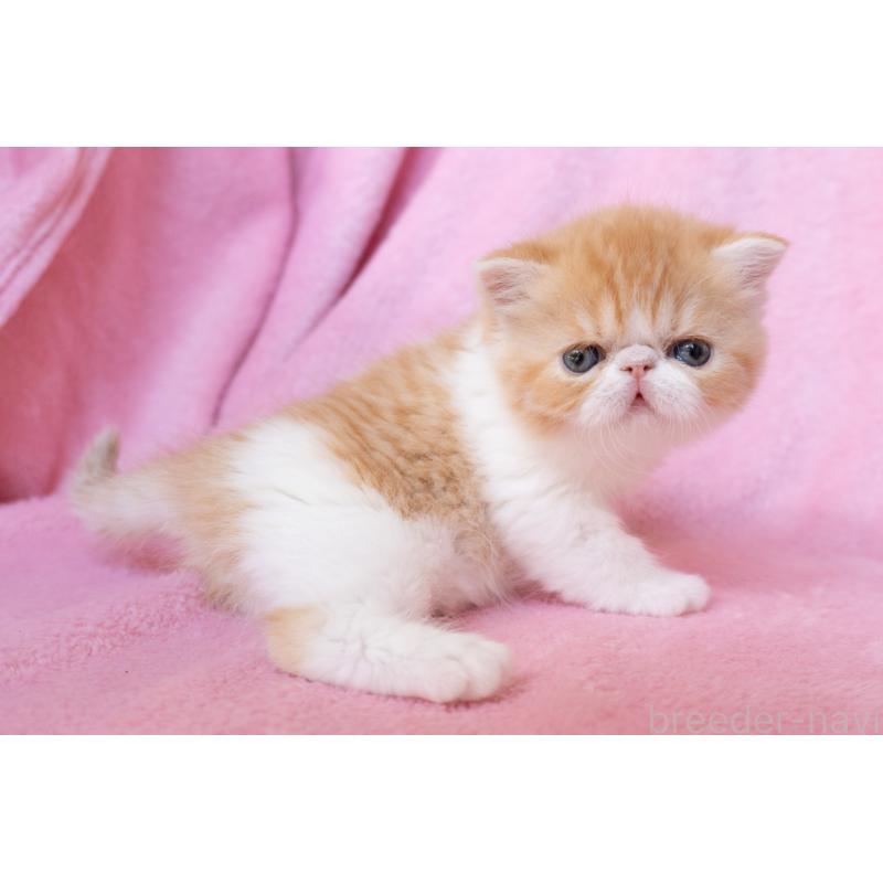 販売中の東京都のエキゾチックショートヘア-132300の5枚目