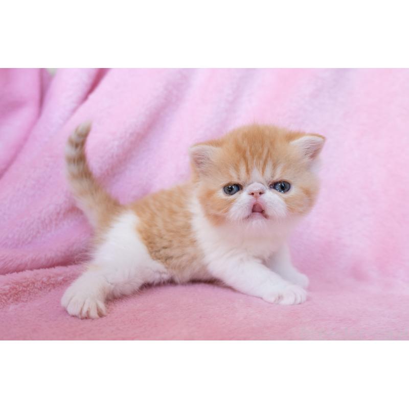 販売中の東京都のエキゾチックショートヘア-132300の4枚目