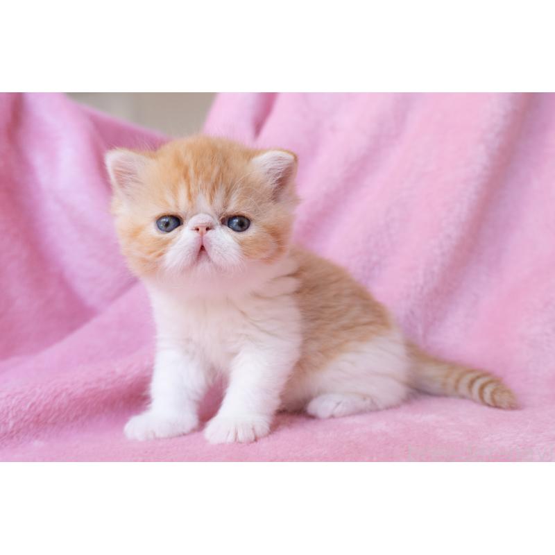 販売中の東京都のエキゾチックショートヘア-132300の3枚目