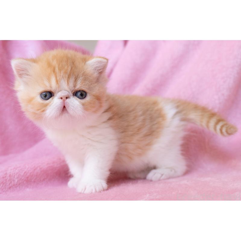 販売中の東京都のエキゾチックショートヘア-132300の2枚目