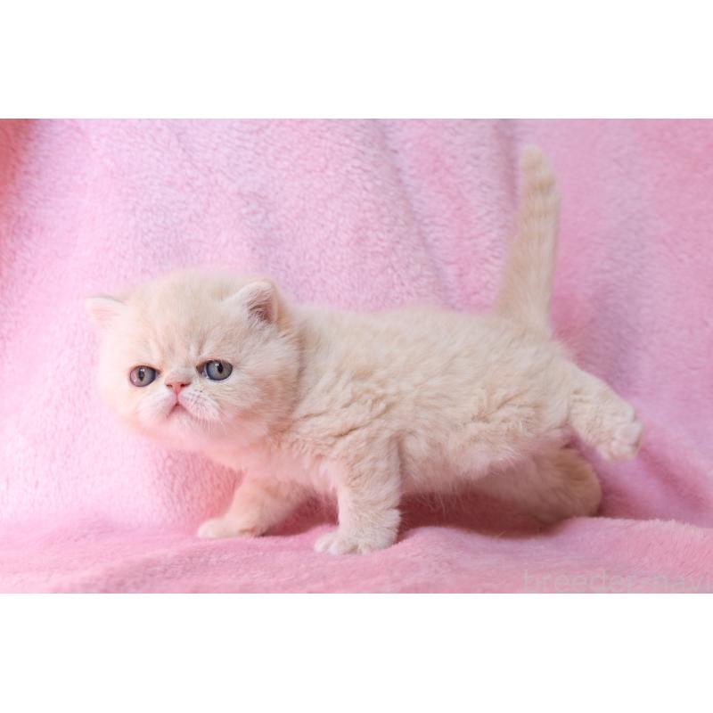 販売中の東京都のエキゾチックショートヘア-132301の5枚目