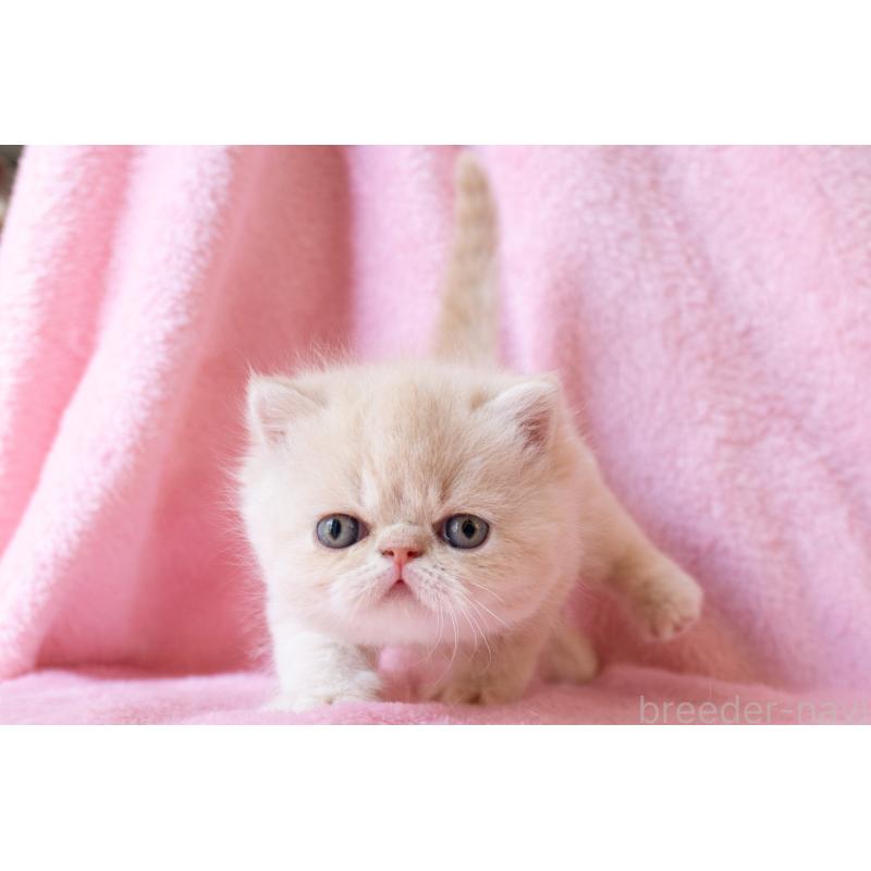 販売中の東京都のエキゾチックショートヘア-132301の4枚目