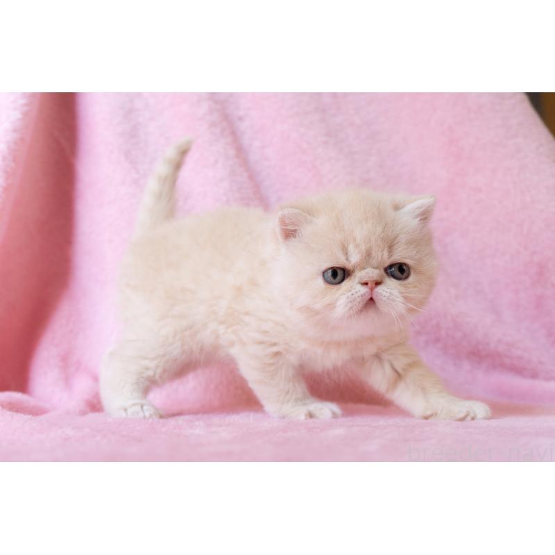 販売中の東京都のエキゾチックショートヘア-132301の3枚目