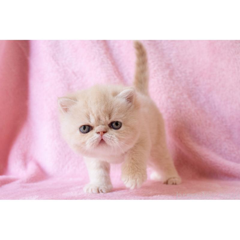 販売中の東京都のエキゾチックショートヘア-132301の2枚目