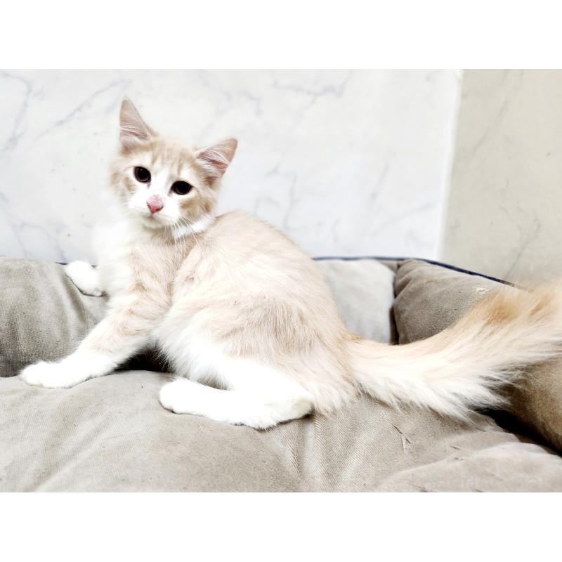 販売中の北海道のノルウェージャンフォレストキャット-132302の10枚目