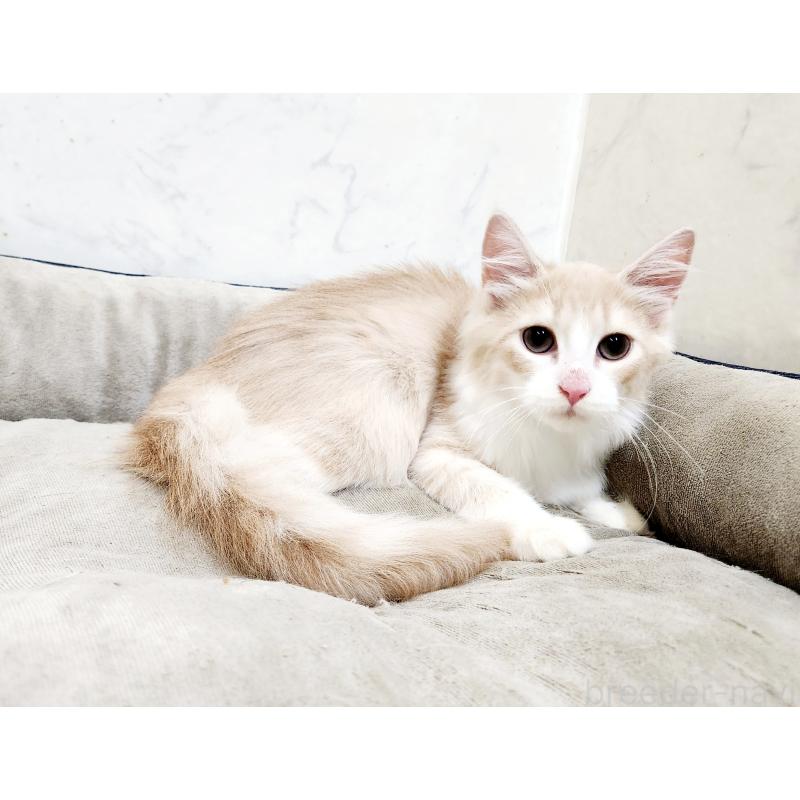 販売中の北海道のノルウェージャンフォレストキャット-132302の8枚目