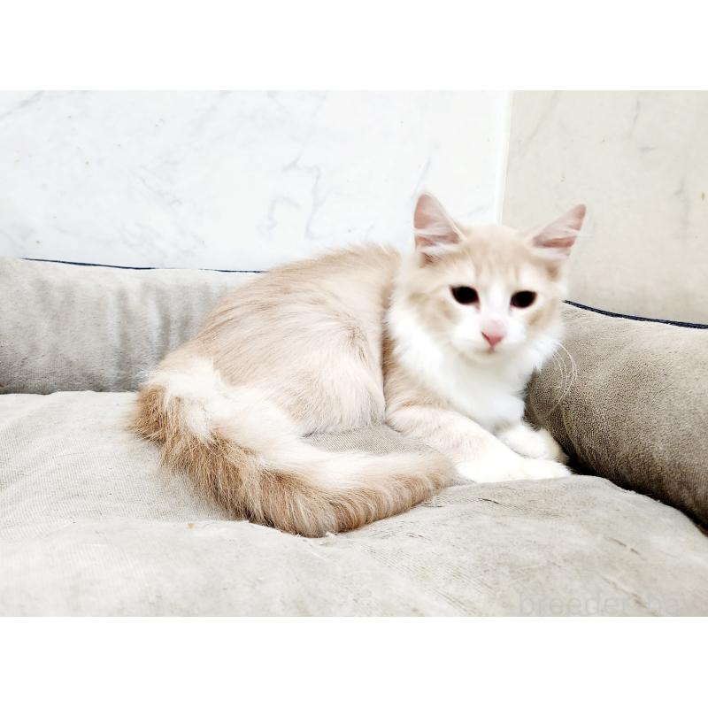 販売中の北海道のノルウェージャンフォレストキャット-132302の7枚目