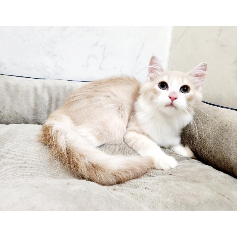 販売中の北海道のノルウェージャンフォレストキャット-132302の6枚目