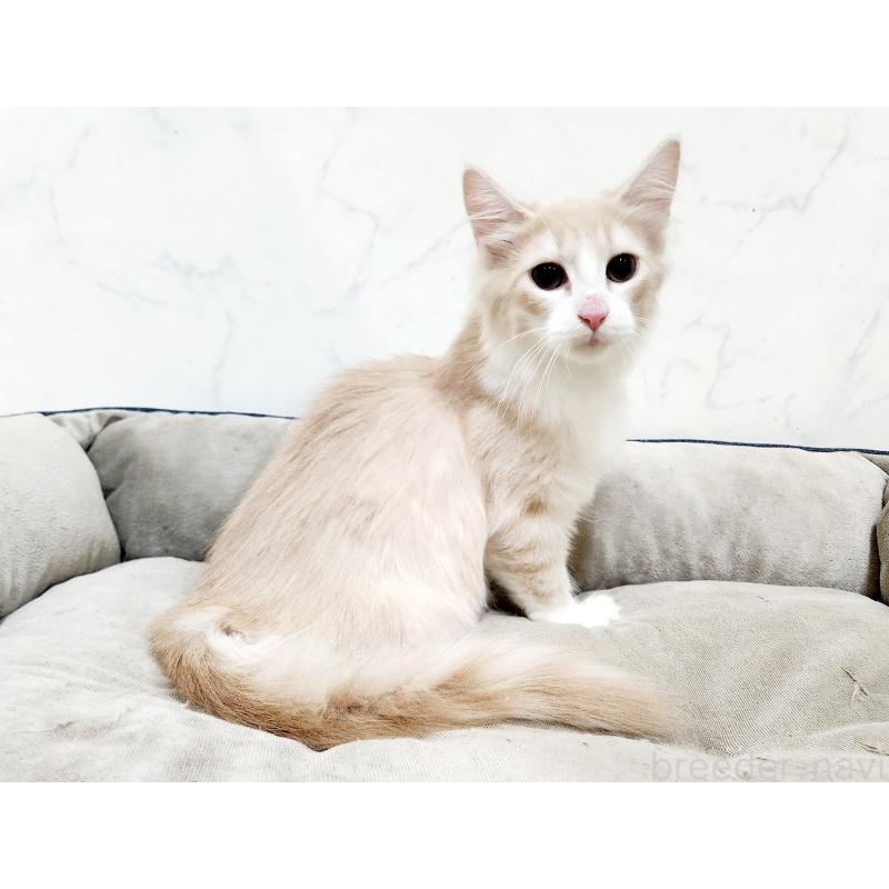 販売中の北海道のノルウェージャンフォレストキャット-132302の5枚目