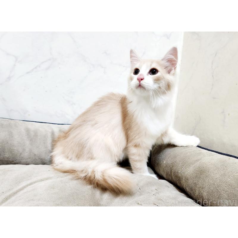 販売中の北海道のノルウェージャンフォレストキャット-132302の4枚目