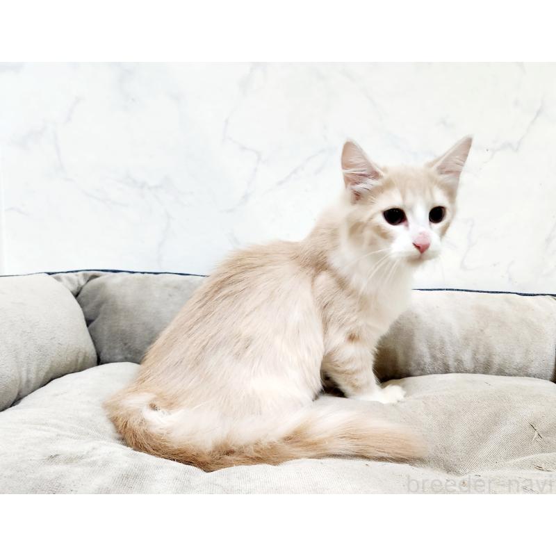 販売中の北海道のノルウェージャンフォレストキャット-132302の3枚目