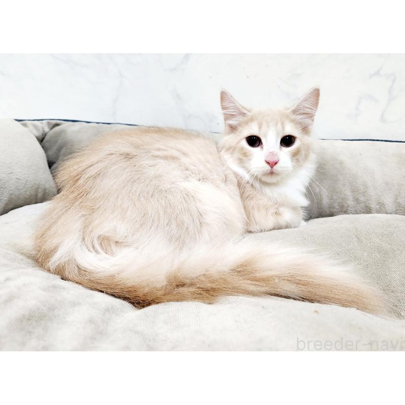 販売中の北海道のノルウェージャンフォレストキャット-132302の2枚目