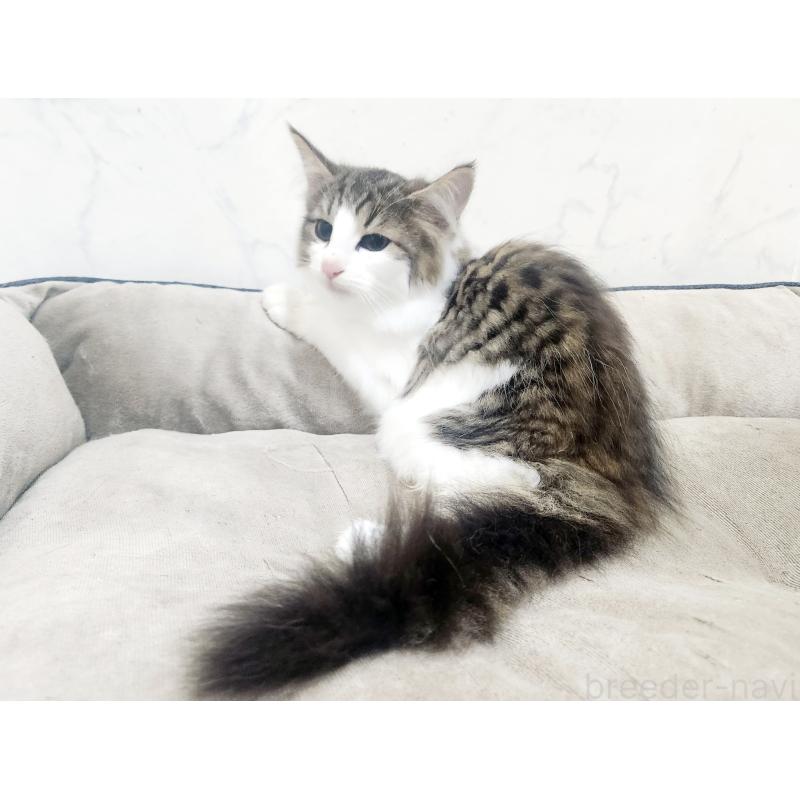 販売中の北海道のノルウェージャンフォレストキャット-132303の10枚目