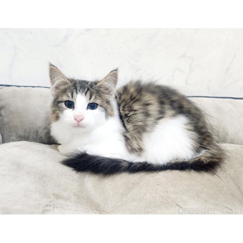 販売中の北海道のノルウェージャンフォレストキャット-132303の9枚目