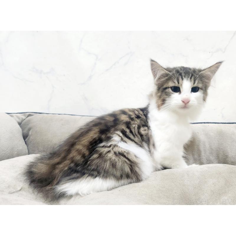 販売中の北海道のノルウェージャンフォレストキャット-132303の8枚目