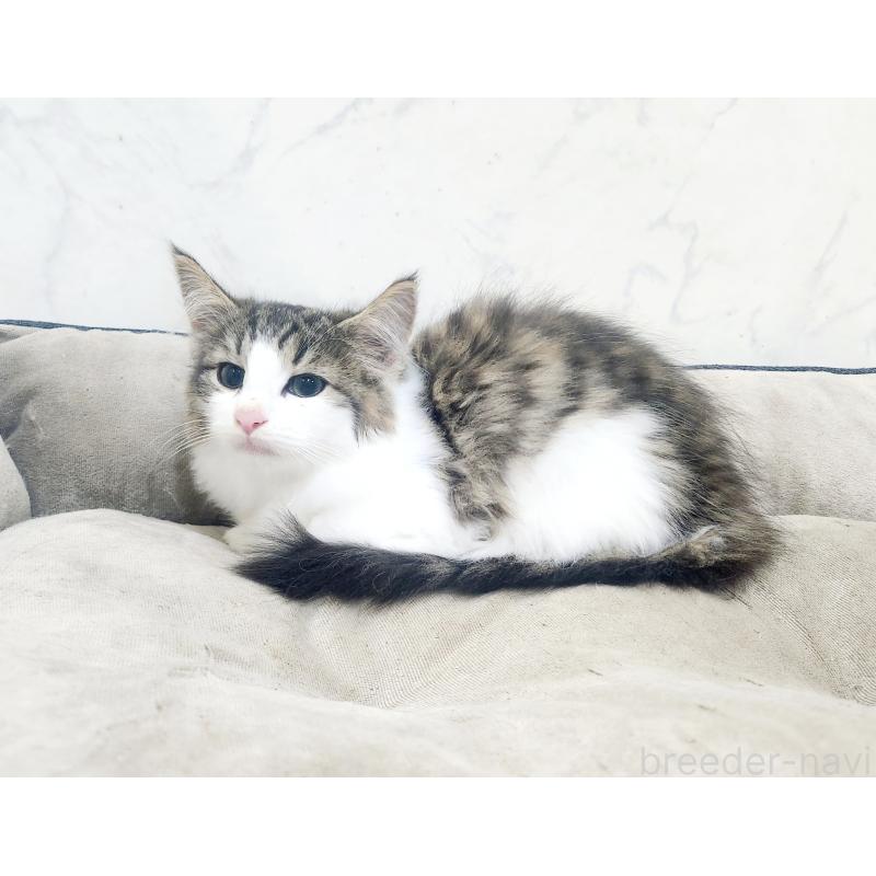販売中の北海道のノルウェージャンフォレストキャット-132303の7枚目