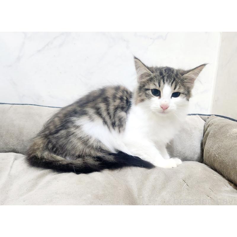 販売中の北海道のノルウェージャンフォレストキャット-132303の6枚目