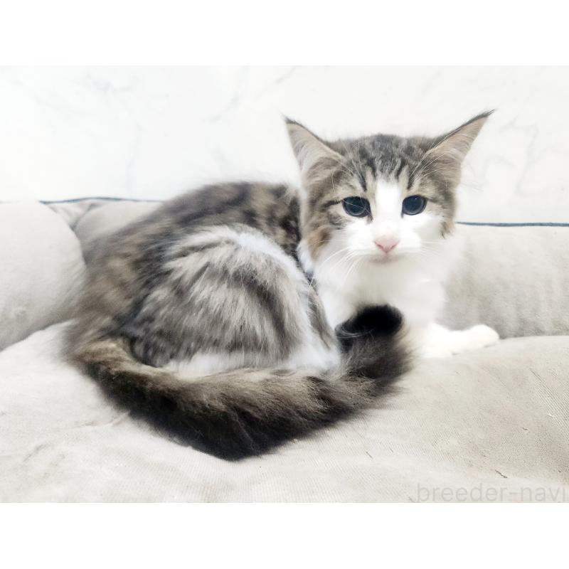 販売中の北海道のノルウェージャンフォレストキャット-132303の5枚目