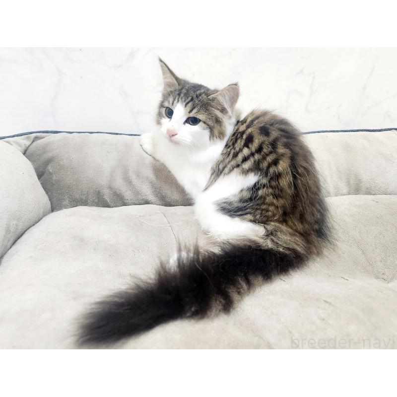 販売中の北海道のノルウェージャンフォレストキャット-132303の4枚目