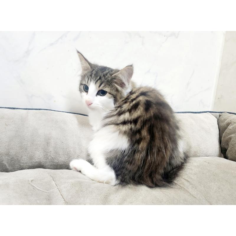 販売中の北海道のノルウェージャンフォレストキャット-132303の3枚目