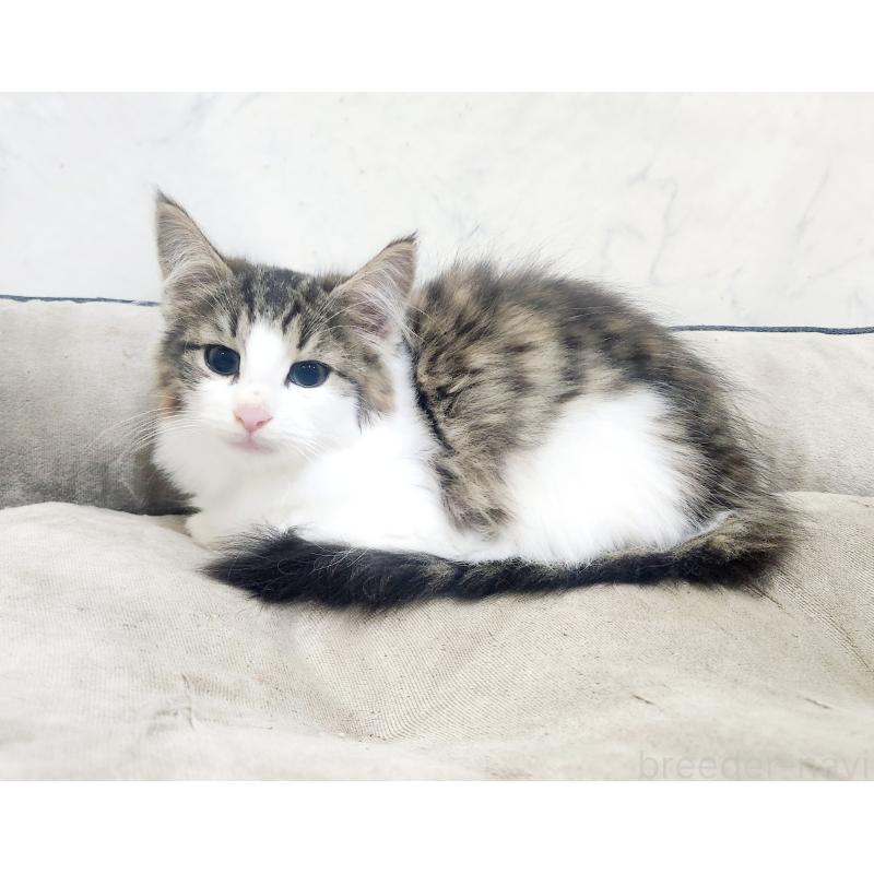 販売中の北海道のノルウェージャンフォレストキャット-132303の2枚目