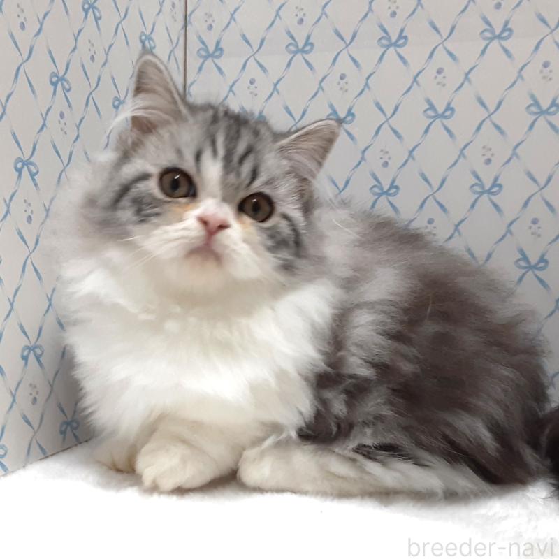 販売中の岐阜県のミヌエット(短足)-128217の4枚目