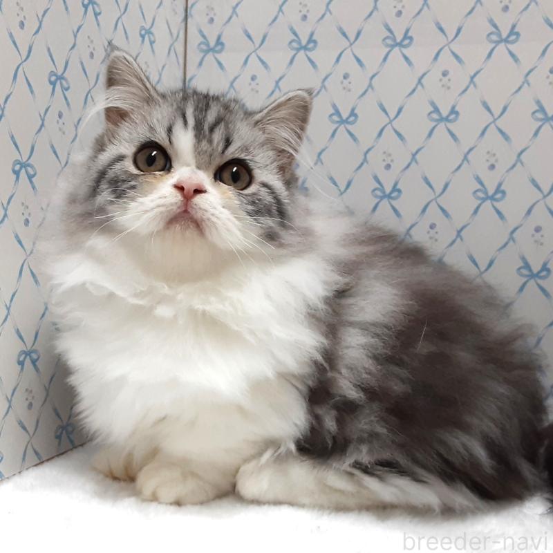 販売中の岐阜県のミヌエット(短足)-128217の3枚目