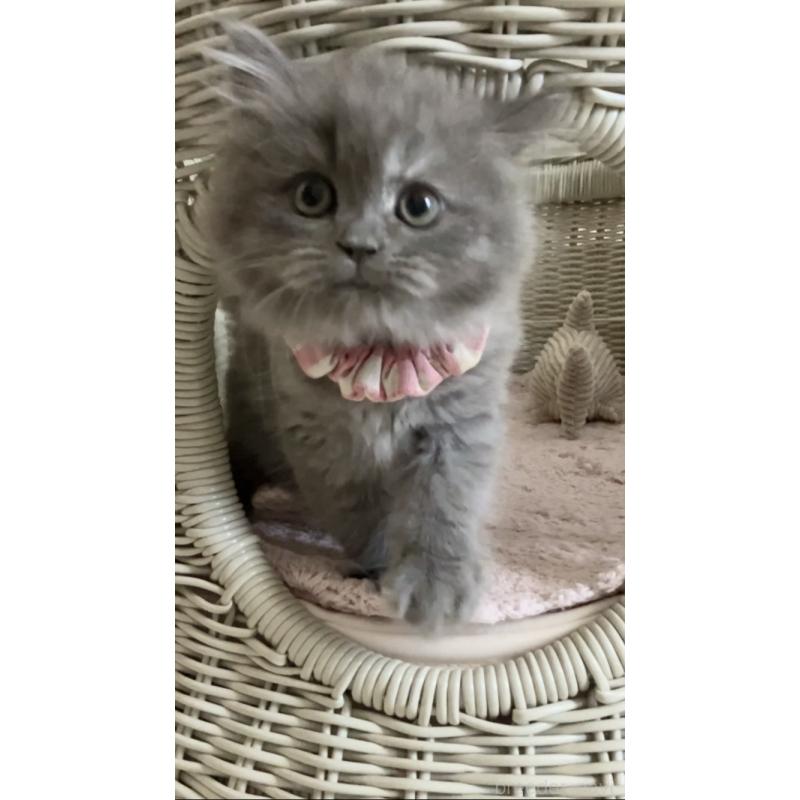 販売中の東京都のサイベリアン-132304の1枚目