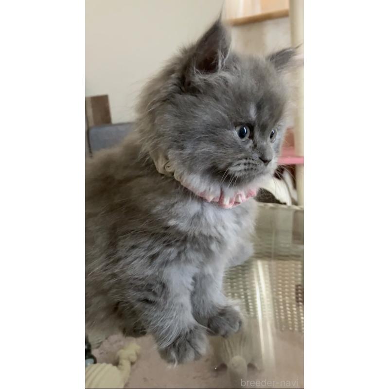 販売中の東京都のサイベリアン-132304の5枚目