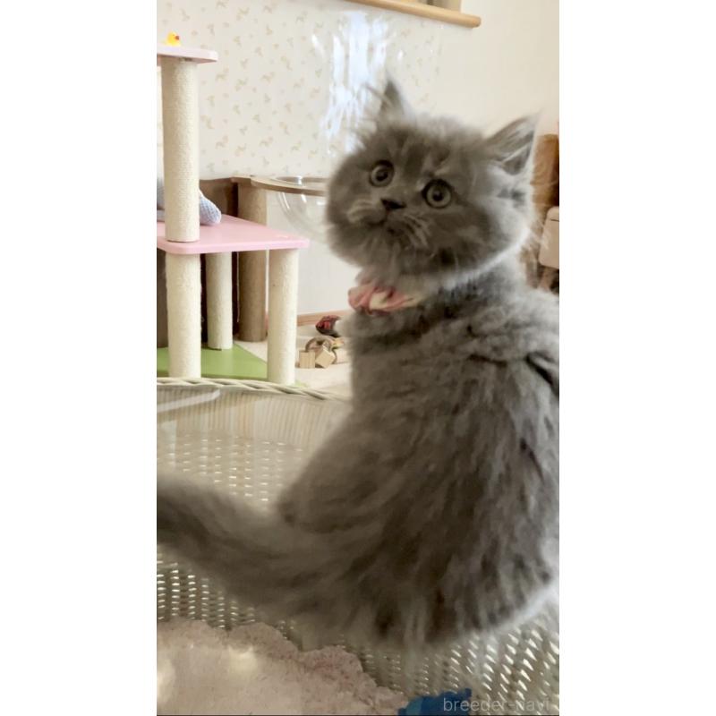 販売中の東京都のサイベリアン-132304の4枚目