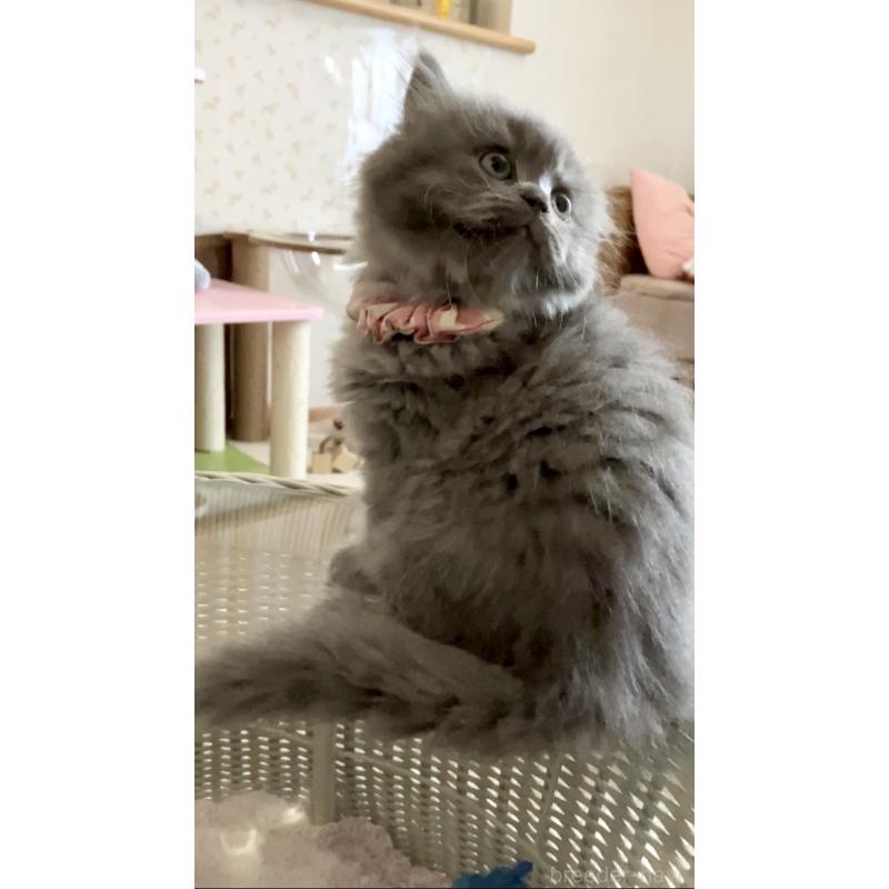 販売中の東京都のサイベリアン-132304の3枚目