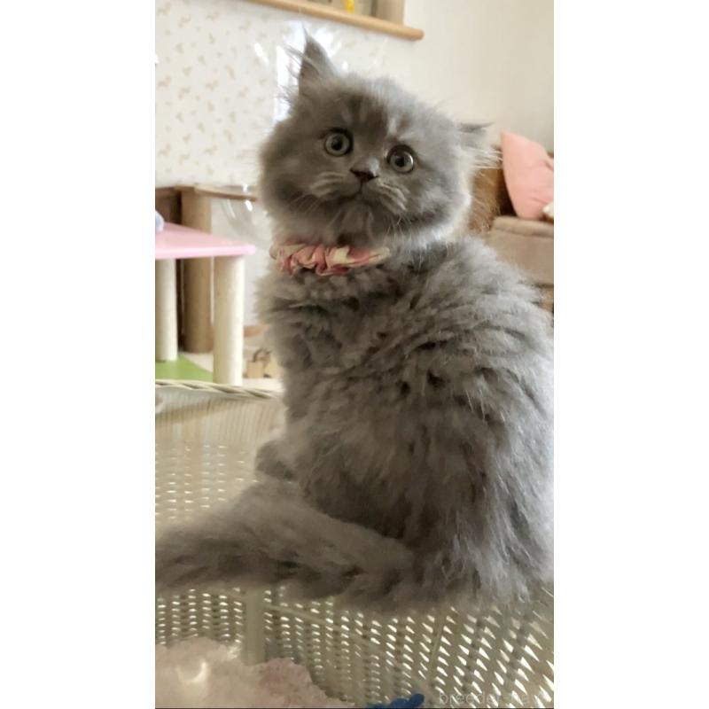 販売中の東京都のサイベリアン-132304の2枚目