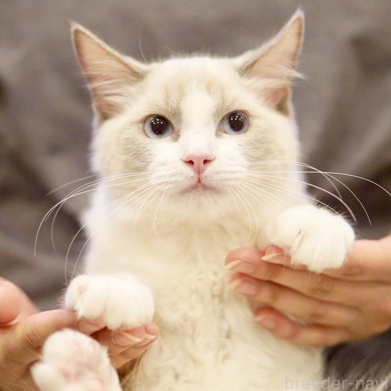 販売中の東京都のラグドール-121656の15枚目